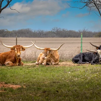 Texas Longhorns, die Quelle unseres Trinkhorns